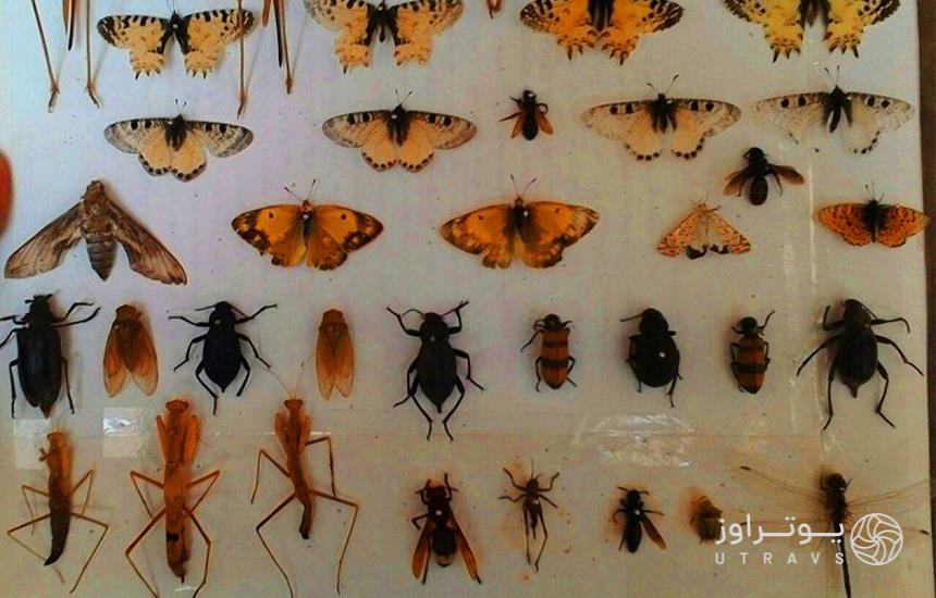 Hayk Mirzayans Insect Museum In Tehran